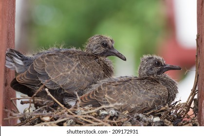 Two Young Rock Pigeon In A Nest,  Shallow Depth Of Field.