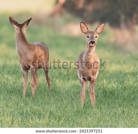 Similar – Image, Stock Photo Young roe deer in a field of tall grass looking at the camera