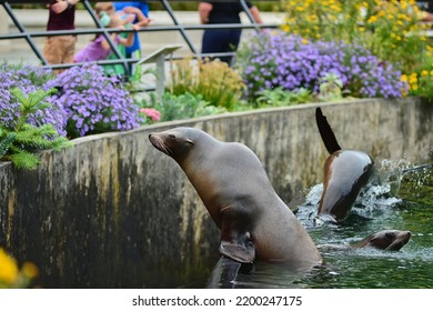 Two Young Sea Lions Playing And Gawking At The People In Masks Outside Their Pool