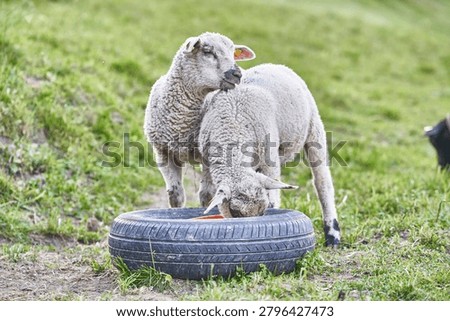 Two young sheep nibble feed from a reused tire in a grassy pasture on a rural farm.