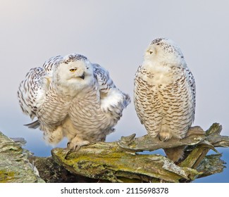 Two Young Snowy Owls Near Boundary Bay, Canads