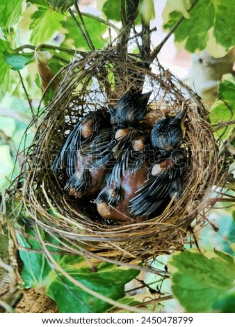 Two young sparrows live in nests made of grass on a blurred background in a park. 