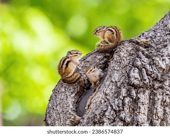 Two young squirrels are sitting on the trunk with one sticking his head out of the nest at Hwangseong Park of Hwangseong-dong near Gyeongju-si, South Korea
 - Powered by Shutterstock