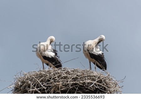 Similar – Image, Stock Photo two young storks standing in nest in front of blue sky with clouds