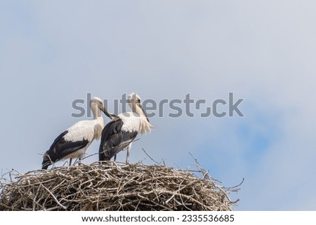 Similar – Image, Stock Photo two young storks standing in nest in front of blue sky with clouds