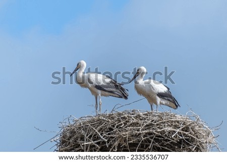 two young storks standing in nest in front of blue sky with clouds