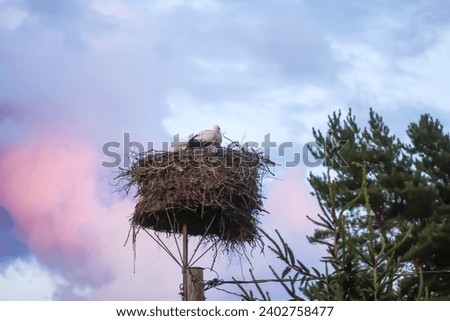 Similar – Image, Stock Photo two young storks standing in nest in front of blue sky with clouds