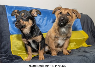Two young stray dogs in an animal shelter. Two homeless puppies during the war. Ukrainian flag background