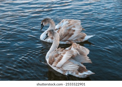 Two young swan swimming on the lake  - Powered by Shutterstock