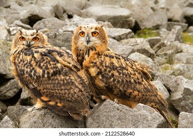 Two young, very large and powerful Eurasian Eagle Owls with bright orange eyes, facing forward in natural rocky outcrop habitat.  Scientific name: Bubo Bubo.  Close up.  Horizontal. Copy space.