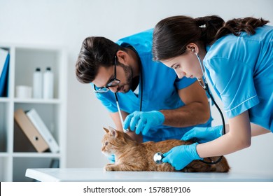 Two Young Veterinarians Examining Red Cat With Stethoscopes