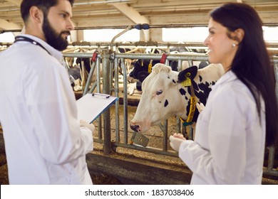 Two Young Veterinarians Talking On The Background Of Cows In The Barn Of A Dairy Farm. Man And A Woman In White Coats Discuss The Results Of A Cattle Survey. Selective Focus.