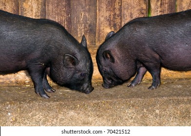 Two young vietnamese potbelly pigs