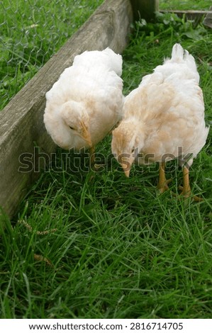 Two young white pullet looking for food on green grass in a backyard chicken enclosure on a small homestead farm.