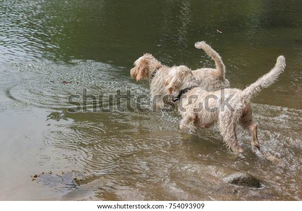 Two Young White Wirehaired Spinone Italiano Stock Photo Edit Now