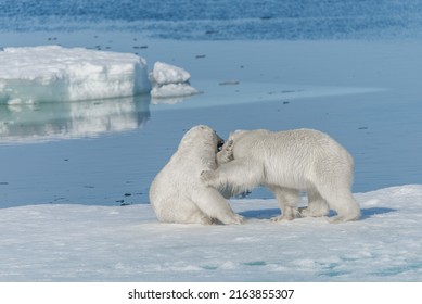 1,710 4k polar Images, Stock Photos & Vectors | Shutterstock