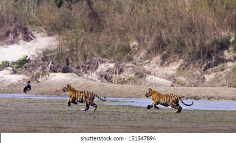  Two Young Wild Tigers Running In Riverside In Nepal, Specie Panthera Tigris,Bardia National Park 