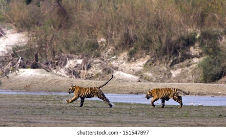  Two Young Wild Tigers Running In Riverside In Nepal, Specie Panthera Tigris,Bardia National Park 