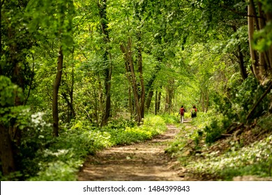 Two young women hikers with colorful backpacks seen from afar on a trail through a dense deciduous forest in Nera river gorges in Romania in spring