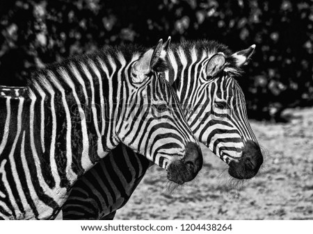 Similar – Zebras Tier Tierpaar