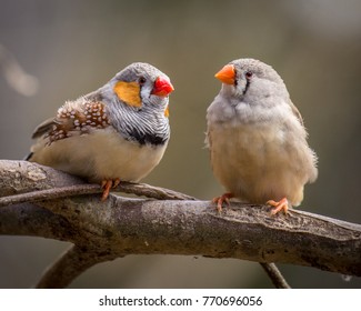 Two Zebra Finches