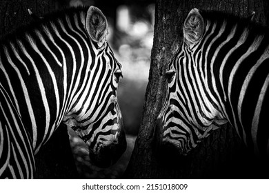 Two Zebra Hide And Seek, Think We Don't See Them  Safari De Peaugres, France