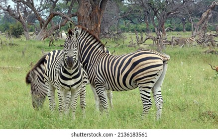 Two Zebra, Okavango Delta Botswana