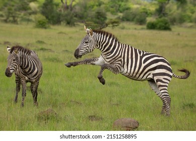 Two zebra stallions in the bush. One zebra jumping at the other one. African wildlife safari in Masai Mara, Kenya