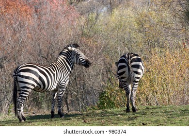 Two Zebras