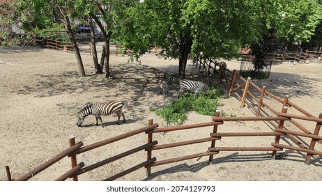 Two Zebras In The Belgrade Zoo.