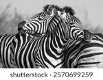 Two zebras in black and white rest their heads on each other