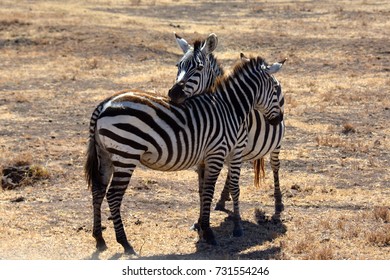 Two Zebras Cuddling Each Other In African Savanna.