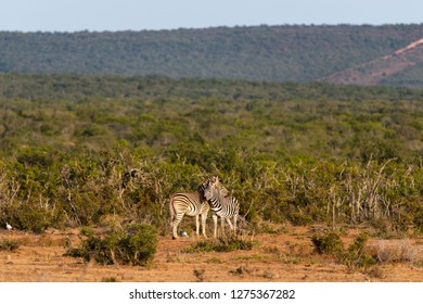 Two Zebras Cuddling In The Open Spaces Of Addo Elephant Park