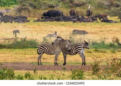 Two Zebras Cuddling And Resting On Field