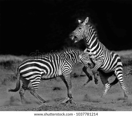 Similar – Zebras Tier Tierpaar