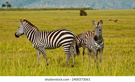 Two zebras in a grassy field. The zebras are standing side by side, facing the camera. They are black and white striped, with the stripes being more prominent on their bodies and less so on their legs - Powered by Shutterstock
