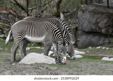 Two zebras grazing on grass in a natural habitat setting with rocks and trees in the background. - Powered by Shutterstock