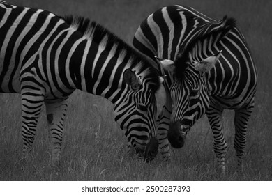 Two zebras interacting in a grassy field - Powered by Shutterstock