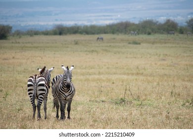 Two Zebras Are Looking In Opposite Directions