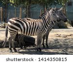 Two zebras at Roger Williams Park zoo in Providence, Rhode Island