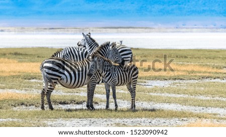 Two zebras standing in the Ngorongoro crater, the mother and its baby 
