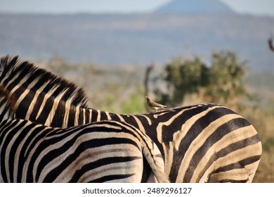 The two zebras in their natural habitat. - Powered by Shutterstock