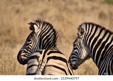 The two zebras in their natural habitat. - Powered by Shutterstock