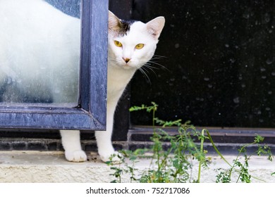 Two-color cat looking at something.