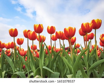 Two-color Red Tulip Flower With Green Leaves And Blue Sky Background In Tulip Field, At Taichung, Taiwan. Closeup, Overhead View For Postcard Beauty Decoration And Agriculture Concept Design.