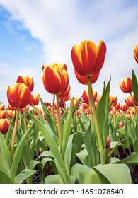 Two-color Red Tulip Flower With Green Leaves And Blue Sky Background In Tulip Field, At Taichung, Taiwan. Closeup, Overhead View For Postcard Beauty Decoration And Agriculture Concept Design.