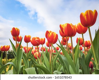 Two-color Red Tulip Flower With Green Leaves And Blue Sky Background In Tulip Field, At Taichung, Taiwan. Closeup, Overhead View For Postcard Beauty Decoration And Agriculture Concept Design.