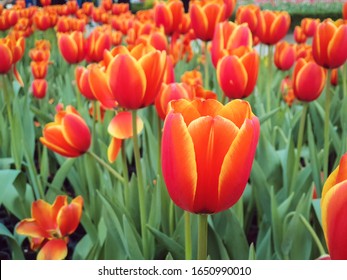 Two-color Tulip Flower With Green Leaves Background In Tulip Field, At Taichung, Taiwan. Closeup, Overhead View For Postcard Beauty Decoration And Agriculture Concept Design.