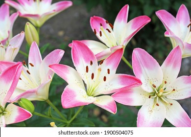 Two-colored lily flowers, pink and white.