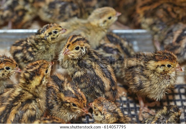 Twoday Baby Birds Japanese Quail Stock Photo (Edit Now) 614057795